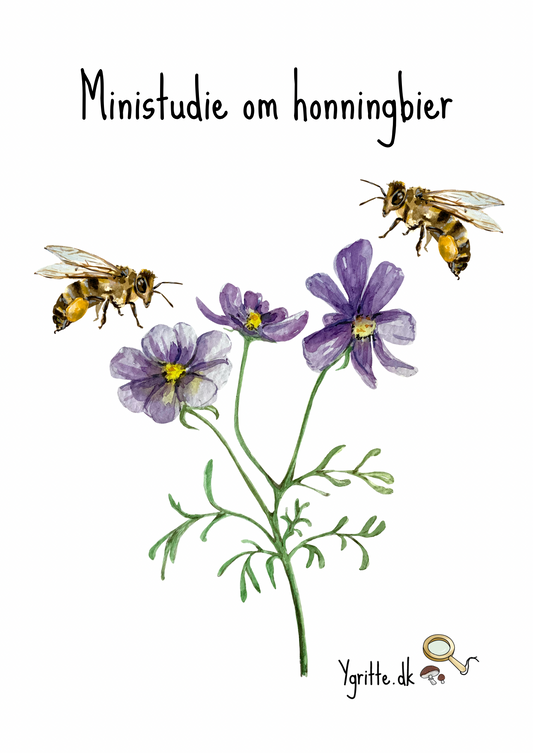 Ministudie om honningbier
